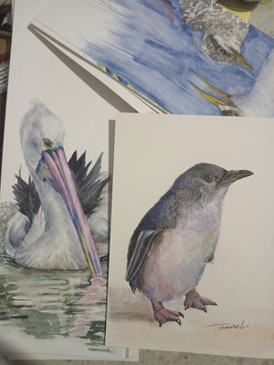Watercolour paintings of seabirds.